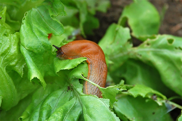 5x planten tegen slakken in de tuin