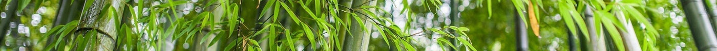 Bamboe stekken: zo doe je dat 🌱