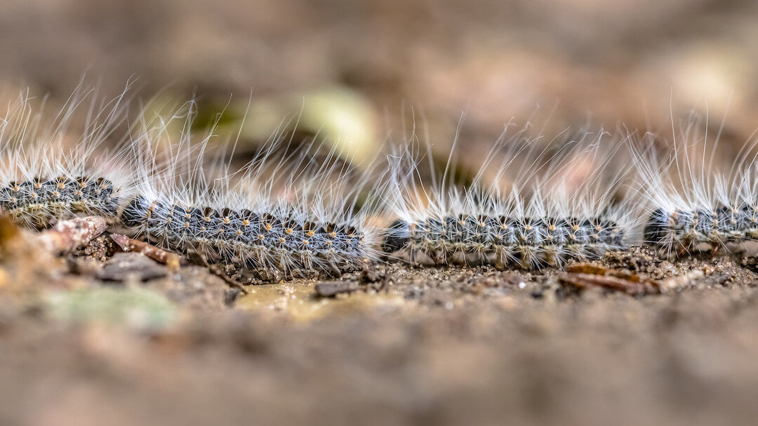 Eikenprocessierups bestrijden? Snel en effectief af van een nest