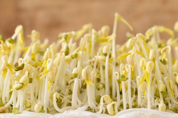 DIY: Kiemgroenten kweken - hoe en wat zijn microgroenten?