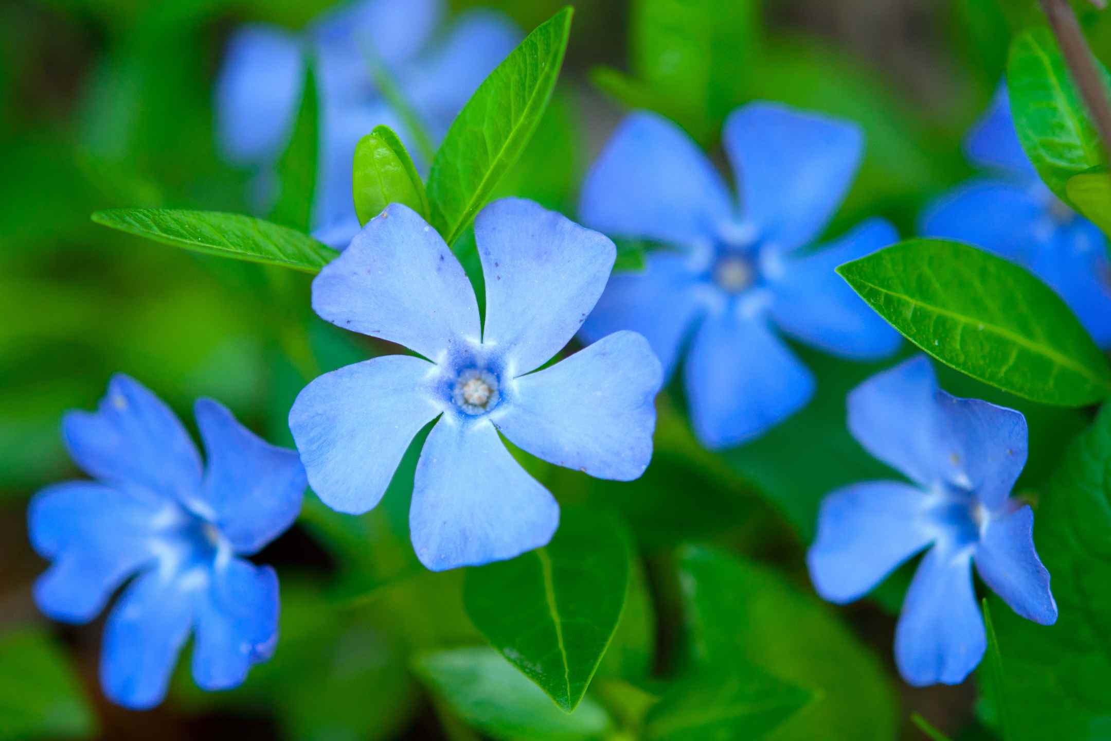 10x vaste planten die winterhard zijn