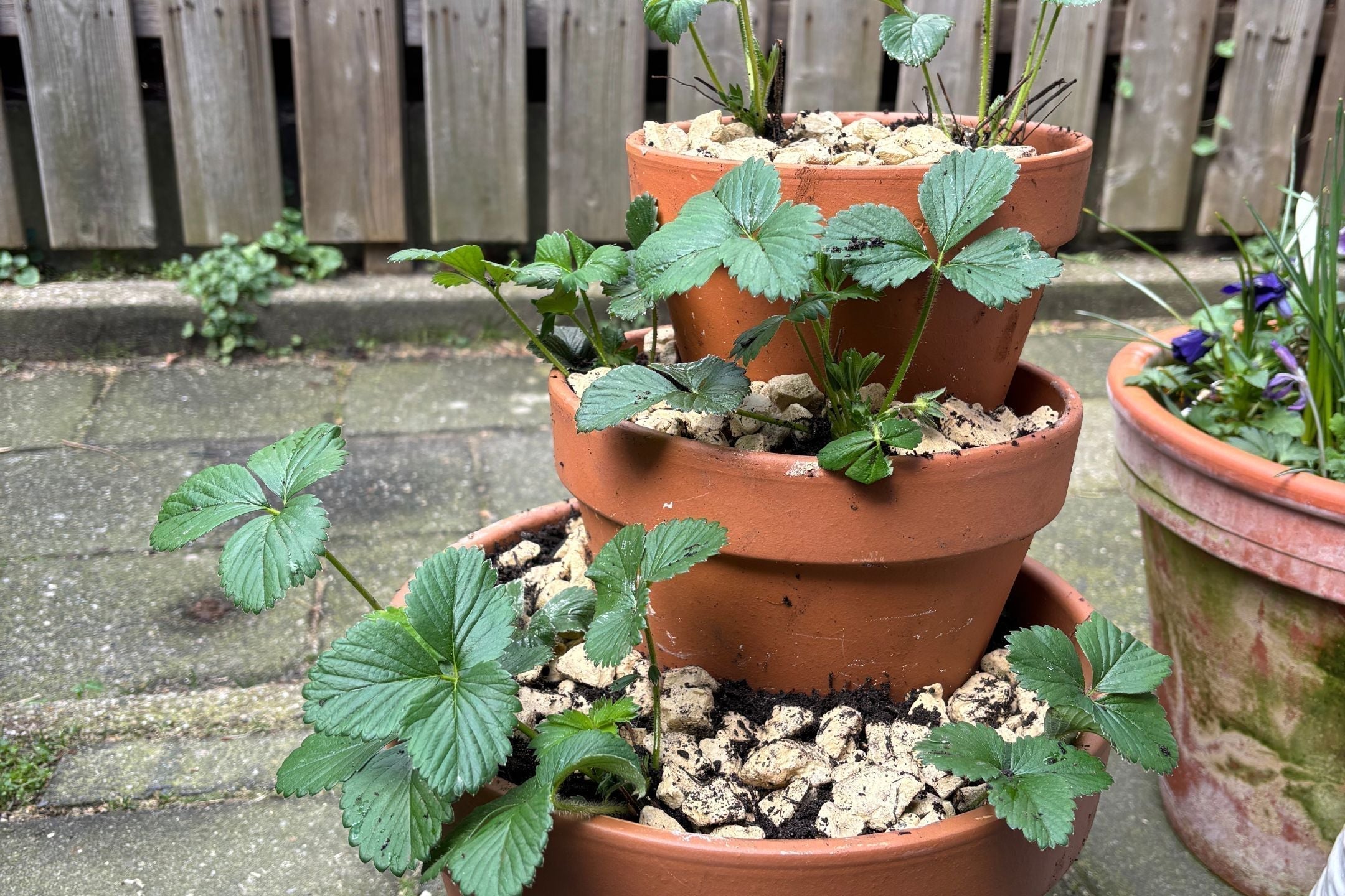 DIY: Zo maak je een aardbeien toren in terracotta potten