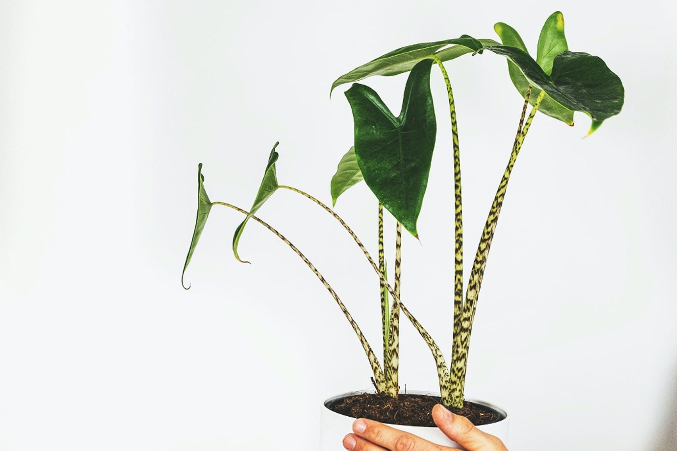 5x hippe kamerplanten en hun verzorging