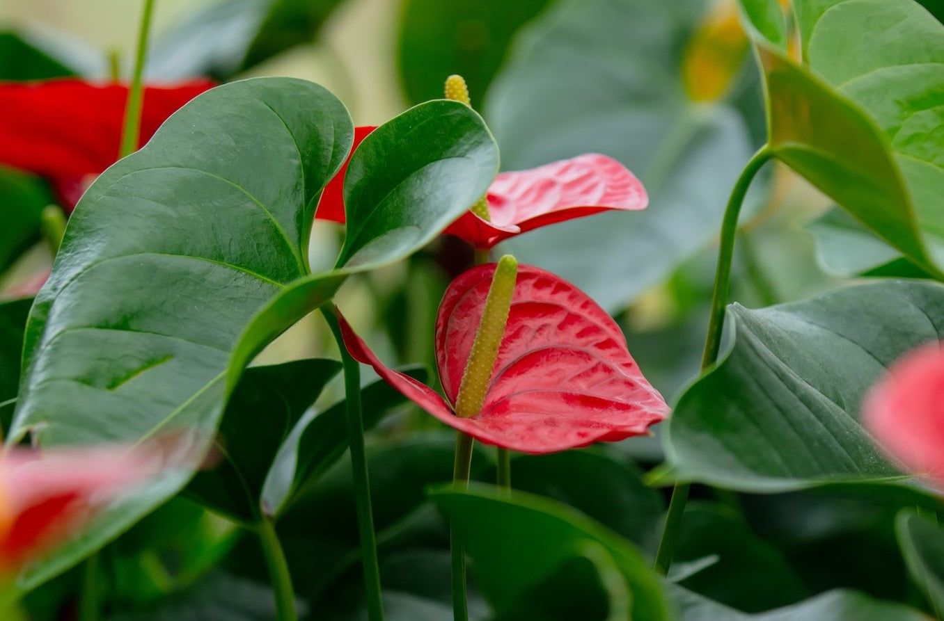 bloeiende kamerplanten anthurium
