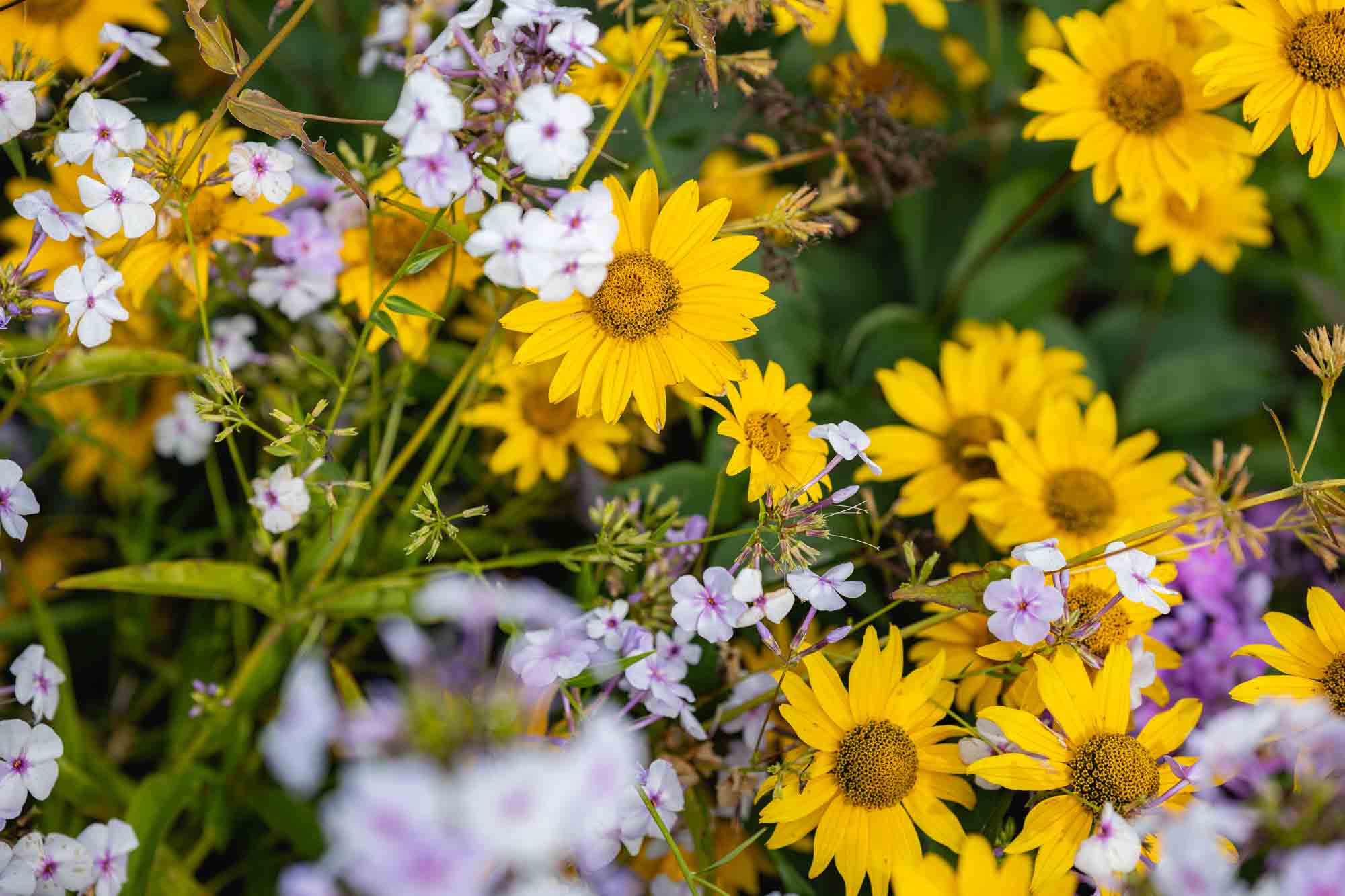 10 tips voor het vergroten van biodiversiteit in jouw tuin