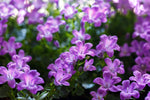 bodembedekker campanula