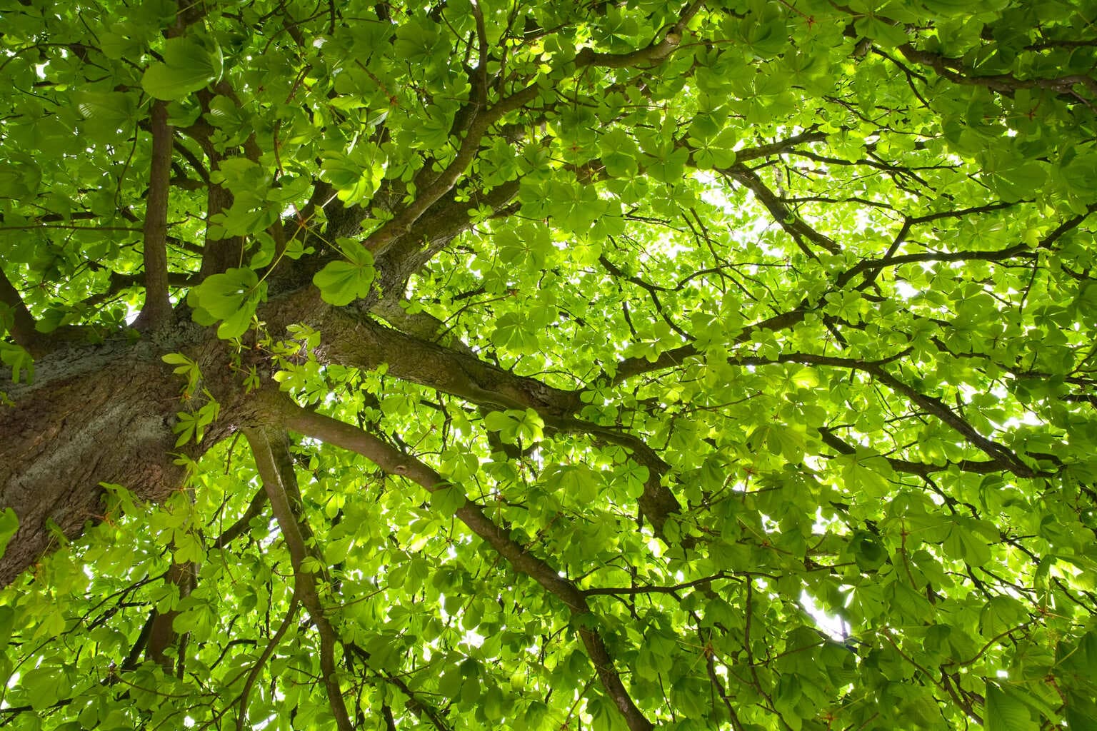 Zet een streep door Black Friday. Ga voor Green Friday!