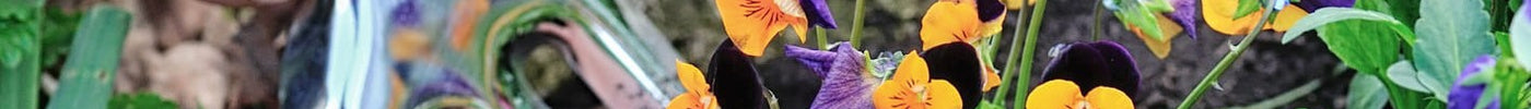 Grote lenteschoonmaak in de tuin? Maak je tuin klaar voor het voorjaar