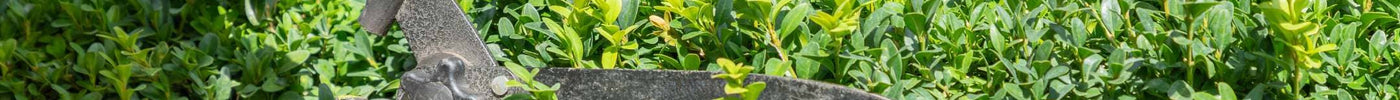 Buxus snoeien: tips en trucs voor een prachtige tuin