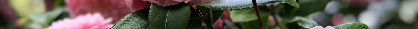 Camelia snoeien: zo houd je deze bloeiende struik in topvorm