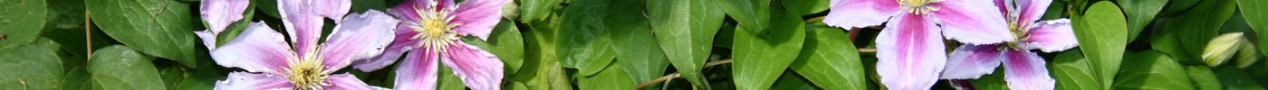 Alles wat je moet weten over het snoeien van clematis