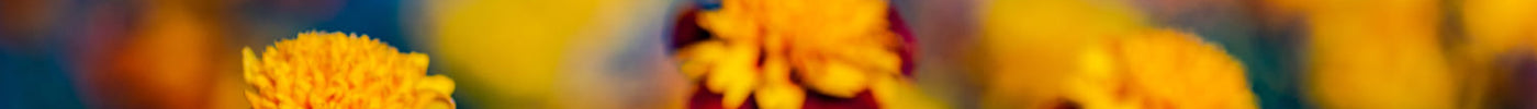 Afrikaantjes zaaien? Het nut van Tagetes in je moestuin