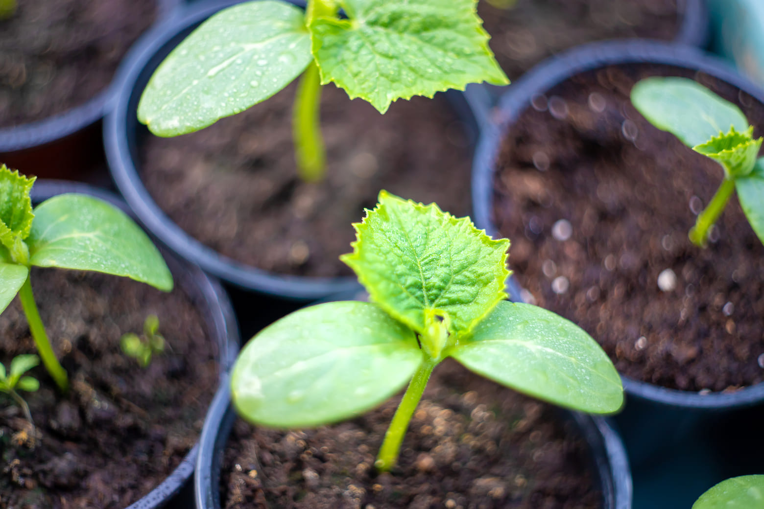 Courgette zaaien? Zo kweek je een courgette plant die het geweldig doet