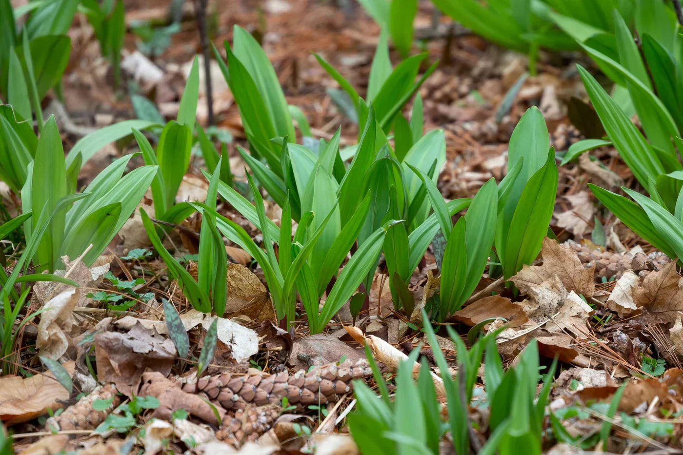 DIY: Daslook plukken + recepten voor daslook pesto & boter