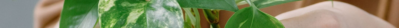 kamerplanten schaduw