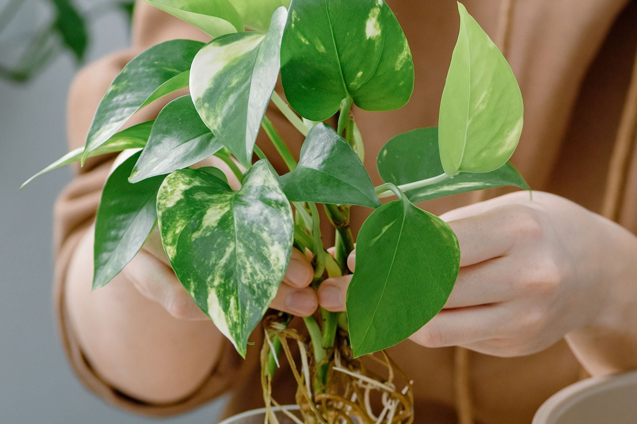 kamerplanten schaduw