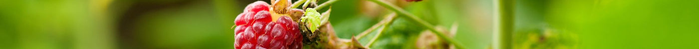 Frambozen snoeien: een handig stappenplan voor een gezonde oogst