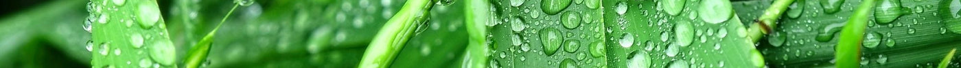 Gras sproeien: hoe vaak en wanneer het gazon water geven