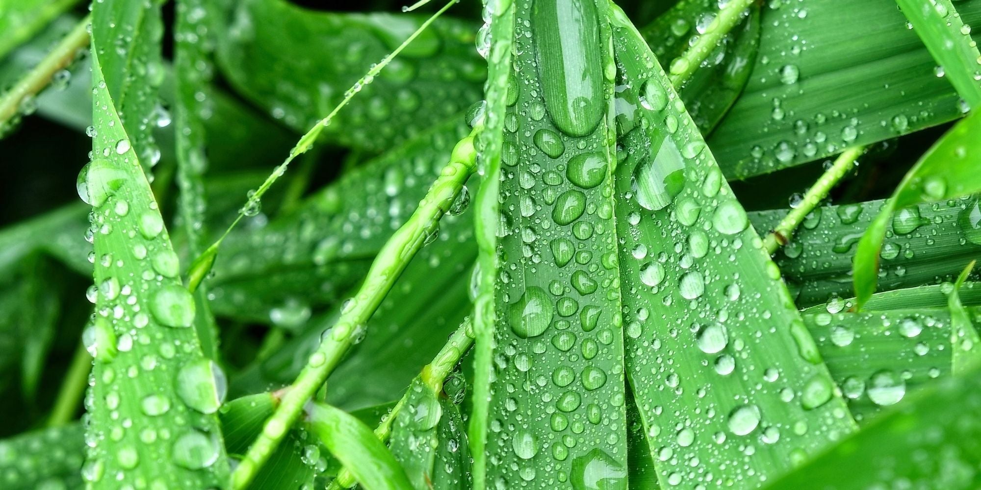 Gras sproeien: hoe vaak en wanneer het gazon water geven