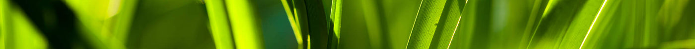 4 tips voor groen en gezond gras