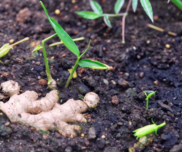 Zelf gember kweken - een handige gids voor thuis tuiniers  ECOstyle