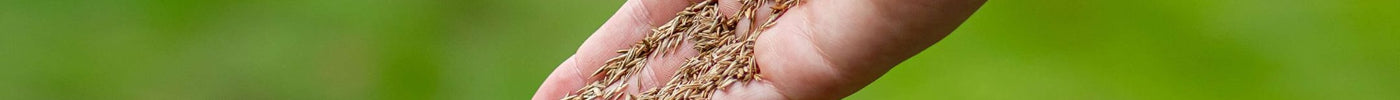 Gras bijzaaien: zo moet je kale plekken in het gazon doorzaaien
