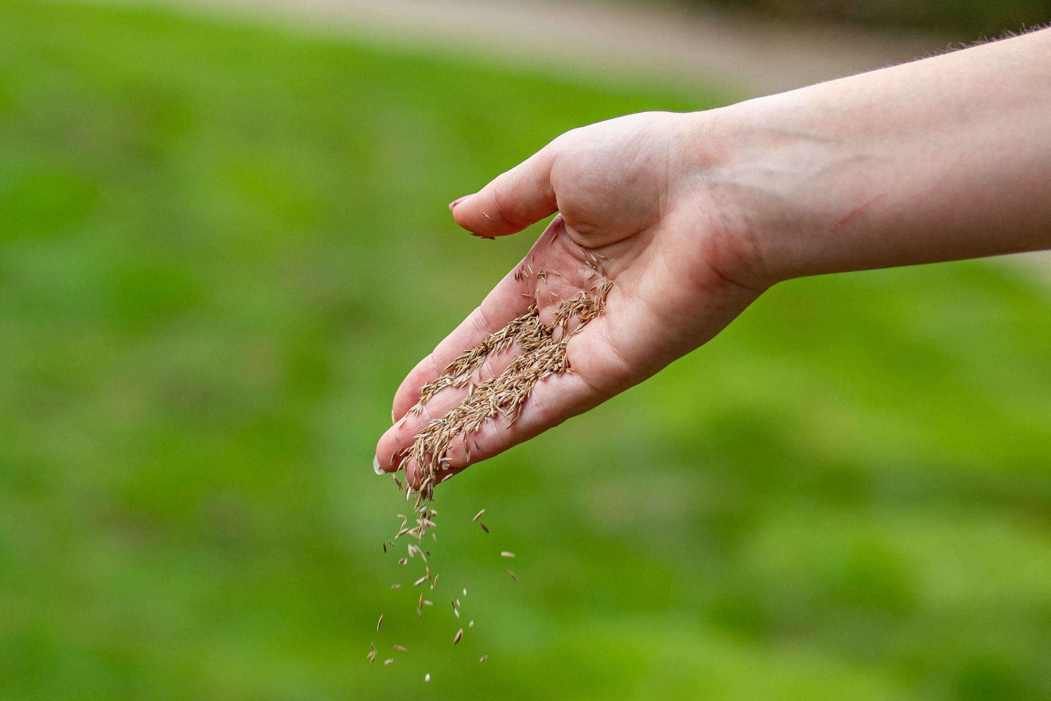 Gras bijzaaien: zo moet je kale plekken in het gazon doorzaaien