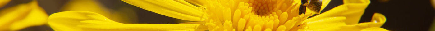 Bijen soorten herkennen in de tuin