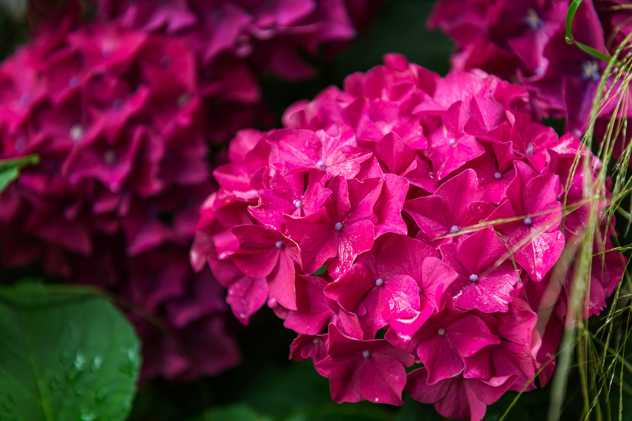 hortensia snoeien
