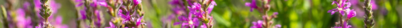 inheemse planten