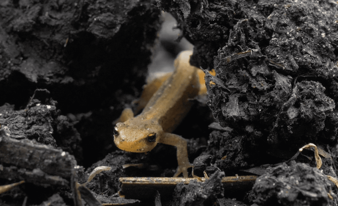 Onder het Maaiveld, de bijzondere wereld onder onze voeten