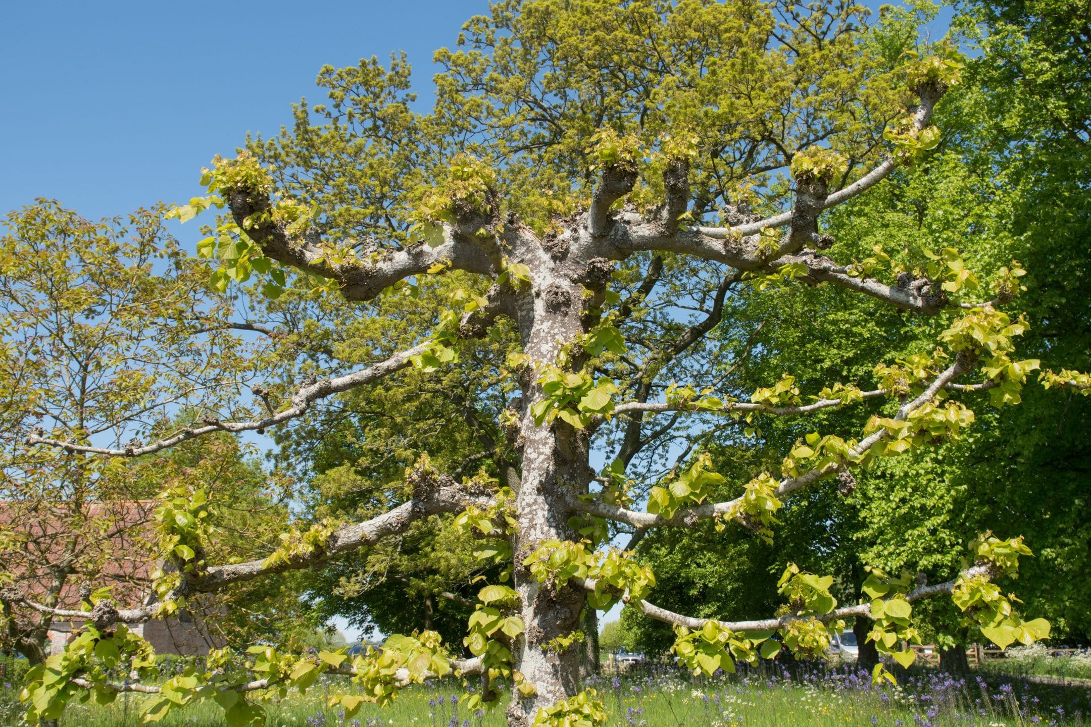 Leilinde snoeien? Zo doe je dat!
