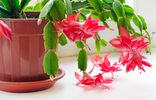 Lidcactus stekken: zo maak je makkelijk nieuwe planten