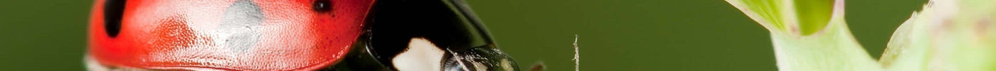 5 tips om lieveheersbeestjes naar je tuin te lokken!