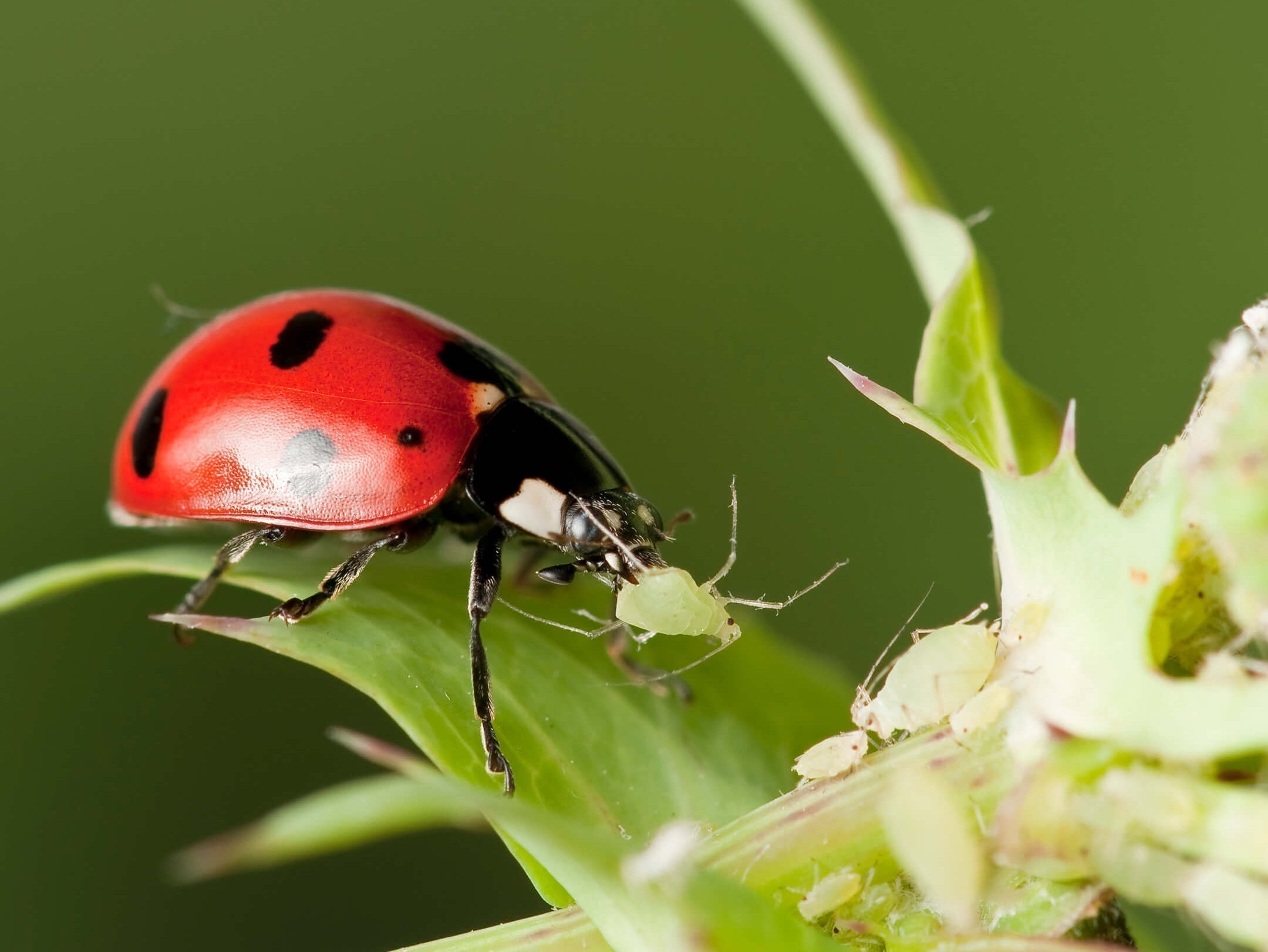 5 tips om lieveheersbeestjes naar je tuin te lokken!