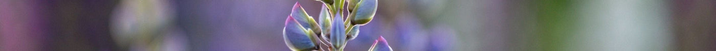 Lupine zaaien: kleur, hoogte en biodiversiteit in je tuin