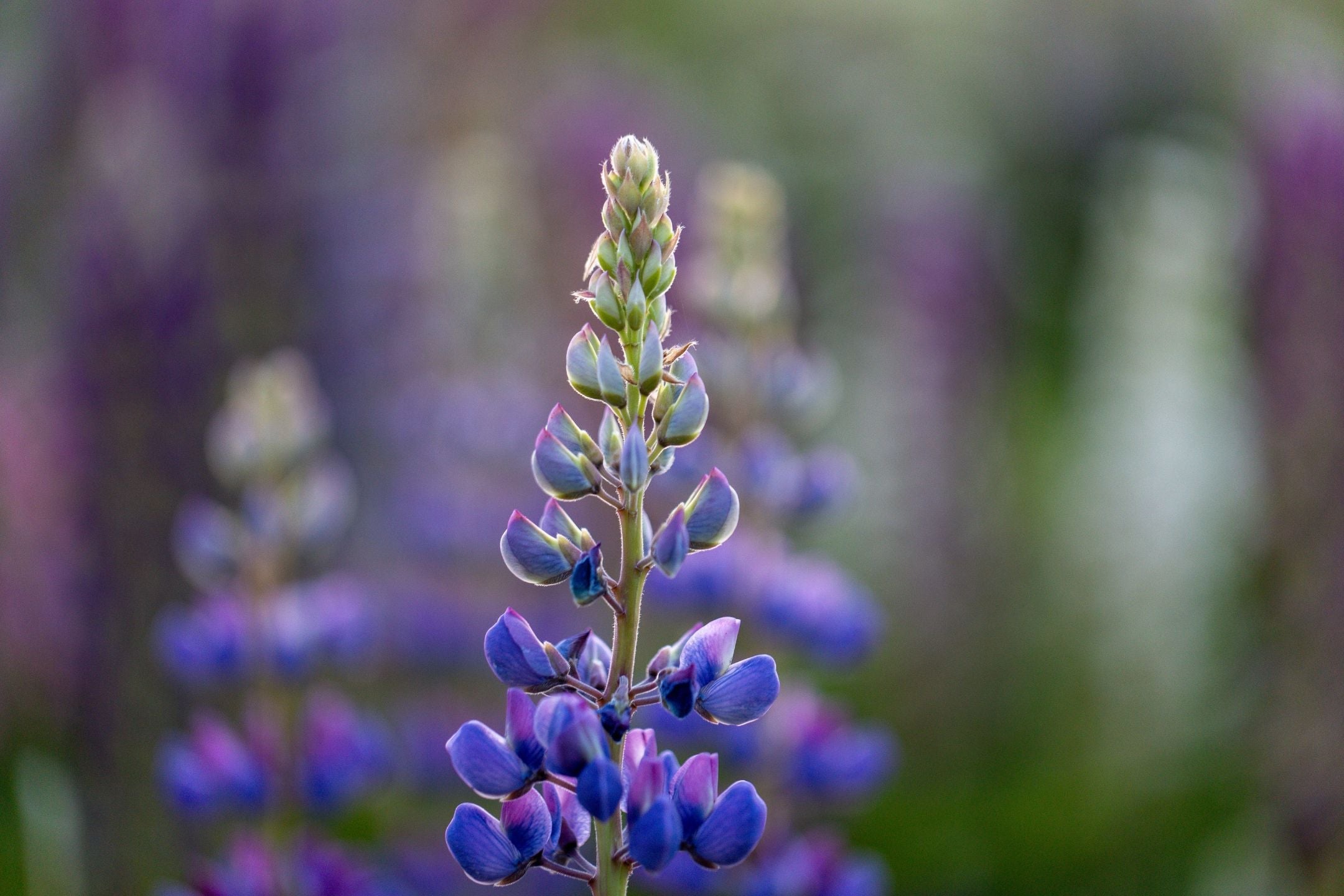 Lupine zaaien: kleur, hoogte en biodiversiteit in je tuin