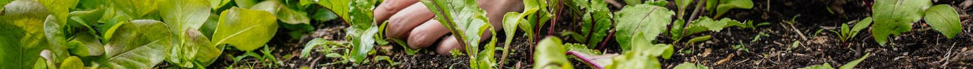 Wisselteelt? Op weg naar een gezonde en vruchtbare moestuin