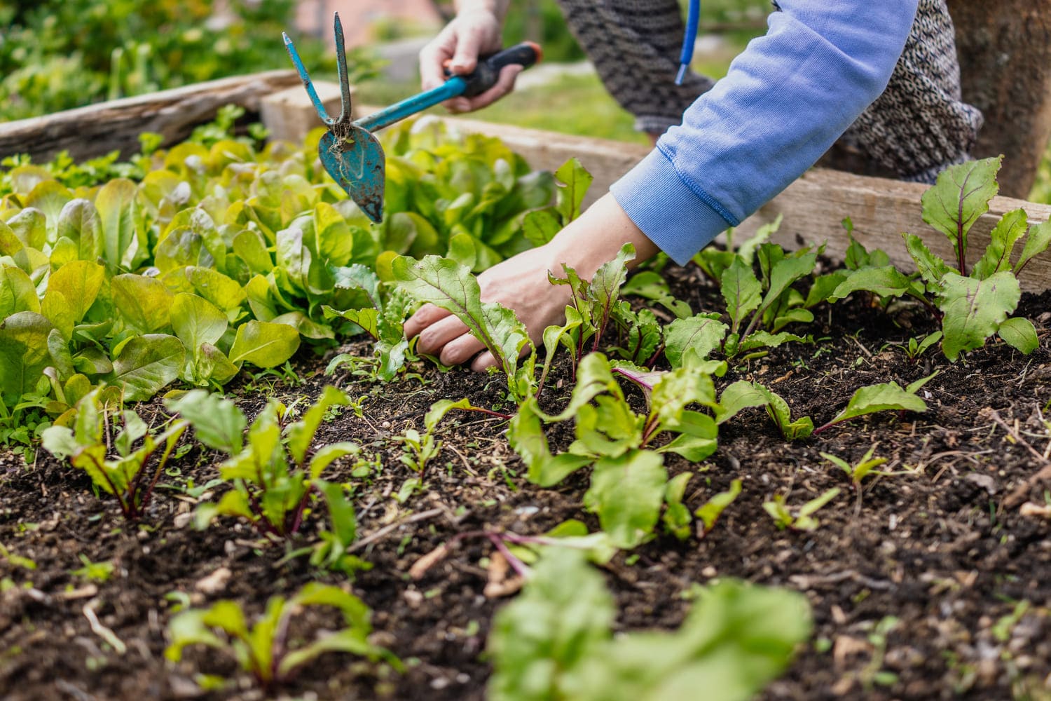 Wisselteelt? Op weg naar een gezonde en vruchtbare moestuin