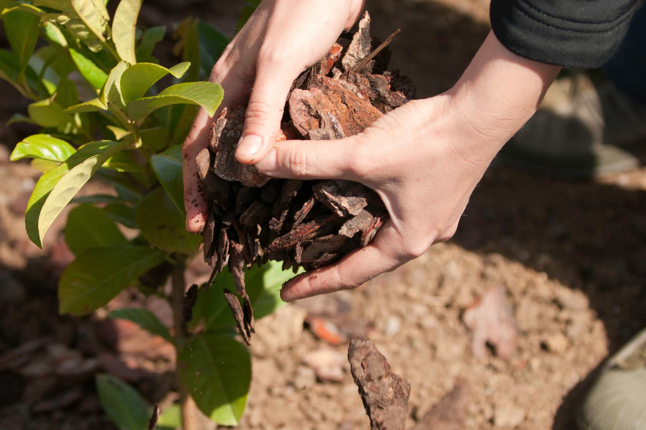 Mulchen: verbeter je tuin met natuurlijke bodembedekking