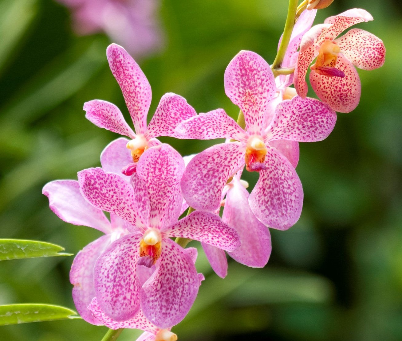 Orchidee stekken: handig stappenplan
