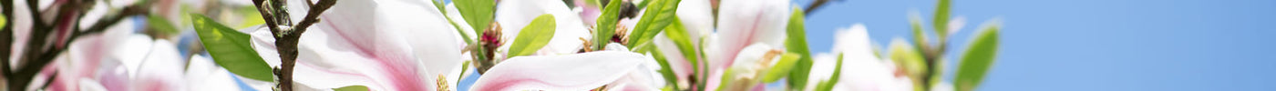 DIY: Magnolia siroop maken: bewaar de lente in een flesje