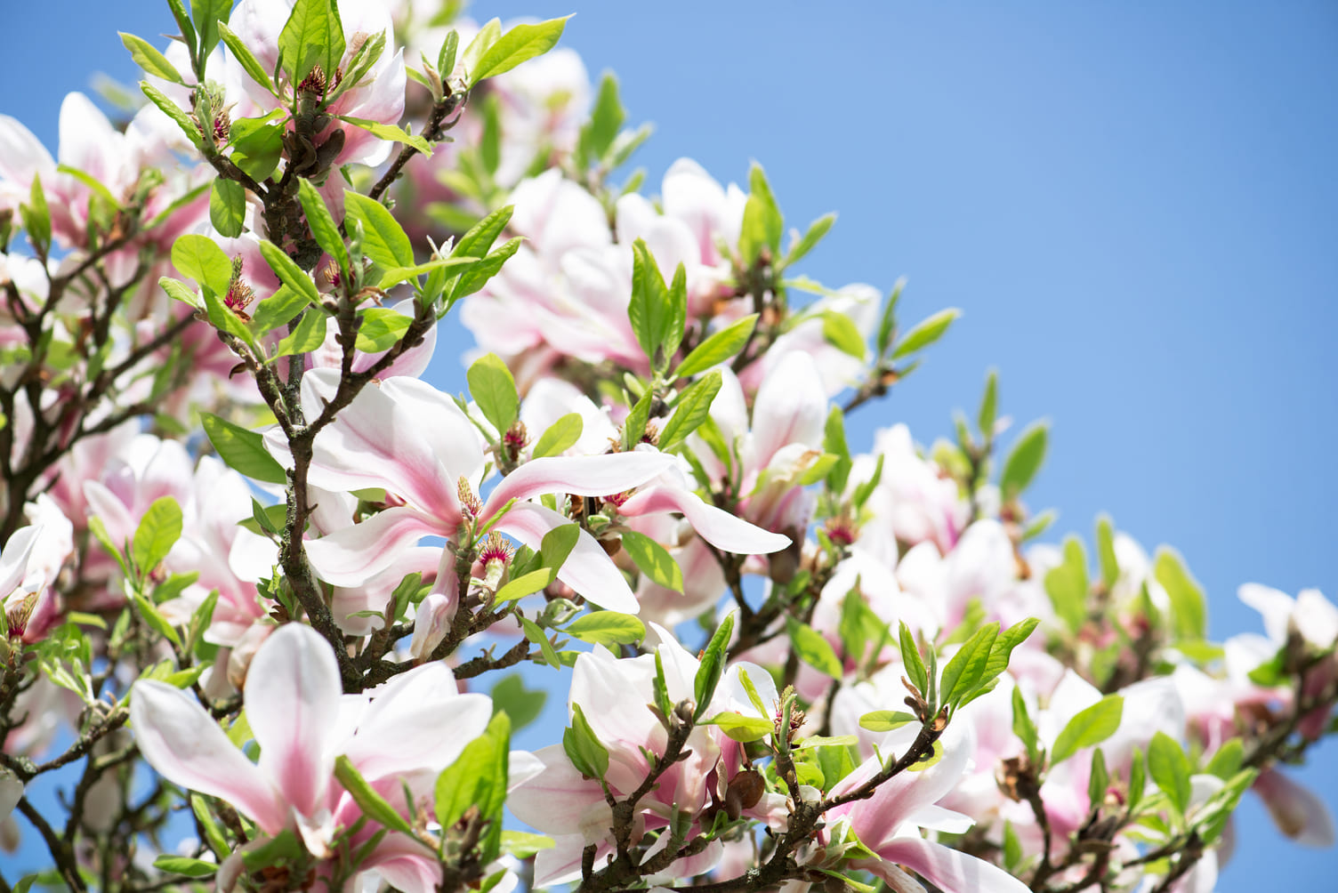 DIY: Magnolia siroop maken: bewaar de lente in een flesje