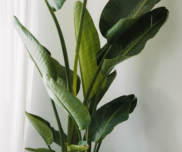 sansevieria trifasciata Yellow Striped Snake Plant main image 0