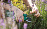 Lavendel stekken: zo kweek je jouw eigen lavendel