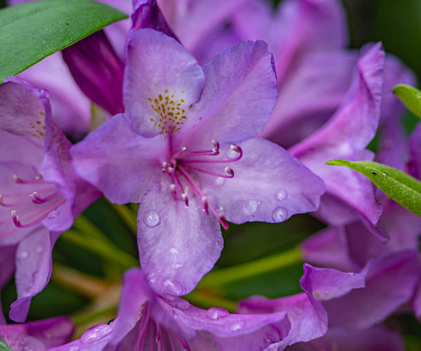 Rhododendron snoeien: hoe en wanneer | ECOstyle