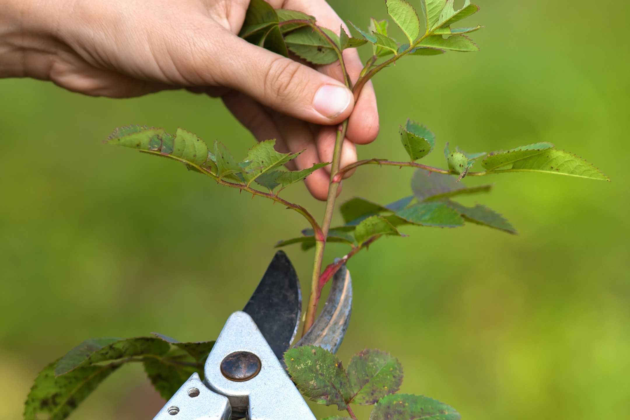 Rozen stekken: zo ga je aan de slag