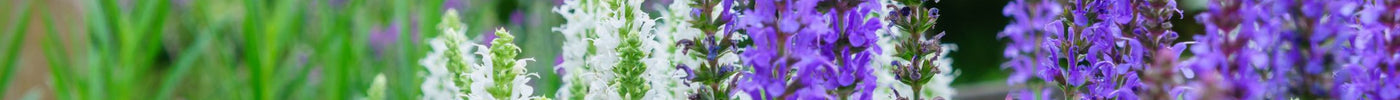 Salvia snoeien: een handige gids voor tuinliefhebbers