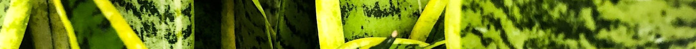 Sanseveria stekken: handig stappenplan!