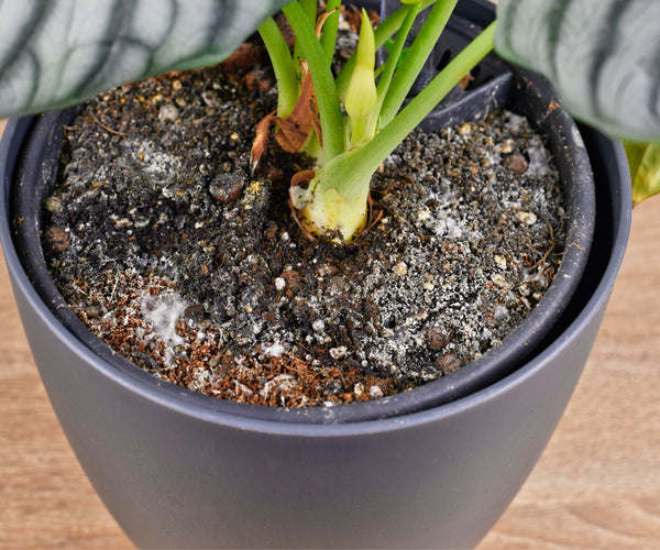 white wizard plant Philodendron White Wizard main image 0